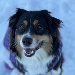 Aspen - Australian Shepherd