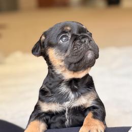 French Bulldog Puppies from River City Frenchies