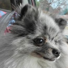 Pomeranians from K Dot Poms