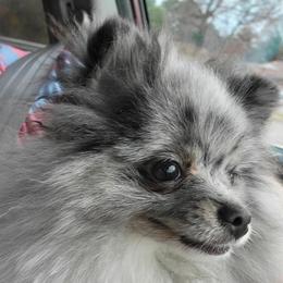 Pomeranians from K Dot Poms