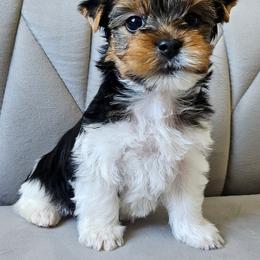 Stella - Parti female Yorkshire Terrier puppy in San Leandro, California from For the Love of Yorkies