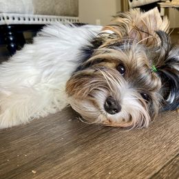 Biewer Terrier Puppies from Petit Bijou