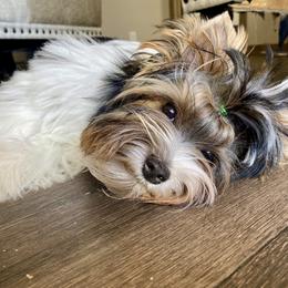 Biewer Terrier Puppies from Petit Bijou