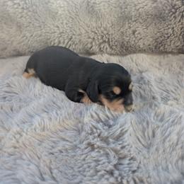 AKC Black and Cream Boy 3 - Black and cream male Dachshund puppy in Choctaw, Oklahoma from TS Performance Horses & Dachshunds
