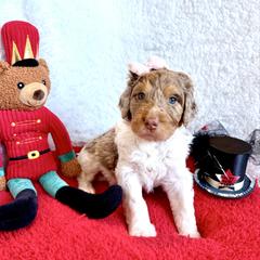 Clara - female Golden Mountain Doodle puppy in Victoria, Texas from Deidre's Doodles