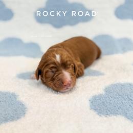 Rocky Road - Red  male Goldendoodle puppy in Dallas County, Texas from Dream A Little Doodle