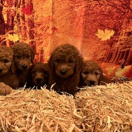Goldendoodle and Golden Retriever Puppies from Were The Mack'Doodles