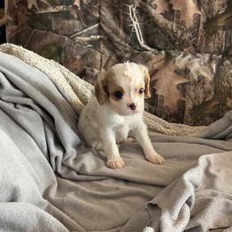 Goose1900 - Blenheim male Cavalier King Charles Spaniel puppy in Bullhead City, Arizona from Country Candy Cavaliers