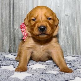 Angel - Dark golden female Golden Retriever puppy in Guthrie, Oklahoma from Raised Right Pups