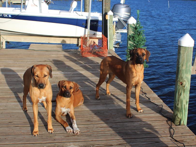 Jen Whirlaway Rhodesian Ridgebacks in Virginia | Rhodesian Ridgeback ...