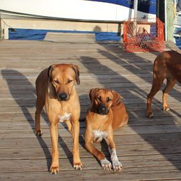 Rhodesian Ridgebacks from Jen Whirlaway Rhodesian Ridgebacks