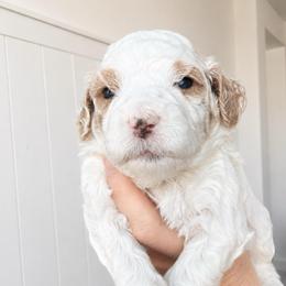 Amber - Parti female Goldendoodle puppy in Gilbert, Arizona from Doodle Bliss