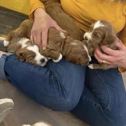 Goldendoodle Puppies from Beck Kennel