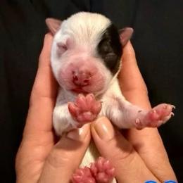Atlas - Blue male Australian Cattle Dog puppy in Clovis, California from Miller Australian Cattle Dogs
