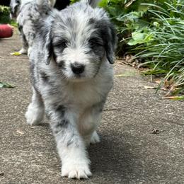 Gwen (Ghost Spider) - female Australian Mountain Doodle puppy in Williamston, South Carolina from Sassy Bob’s Dogs