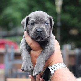Red Collar - Gray male Cane Corso puppy in Lusby, Maryland from Coastal View Kennels