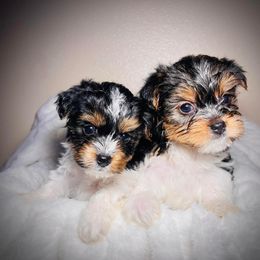 Yorkshire Terrier Puppies from KMG Yorkies