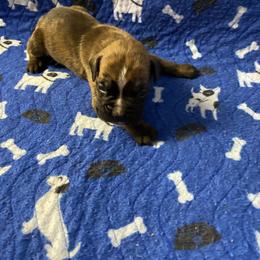 Boy 2 - male Boxer puppy in Custer, South Dakota from Tracy's Boxers
