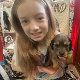 SAJA Boy - Black and tan male Dachshund puppy in Elizabethtown, Kentucky from Teeny Tiny Puppy Tails