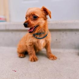 Cooper - Gold male Yorkshire Terrier puppy in Bruceville, Indiana from Baby Girl’s Yorkies, Shih-Tzu, Shorkies