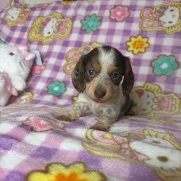 Angelica - Piebald female Dachshund puppy in Lake City, Florida from My Ditzy Doxies of Florida