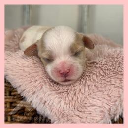 Girl 1 - Blenheim female Cavachon puppy in Smoot, Wyoming from Designer Mountain Mutts