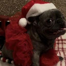 French Bulldogs from Chauve Souris Bulldogs