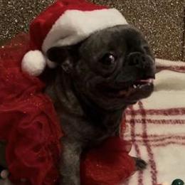 French Bulldogs from Chauve Souris Bulldogs