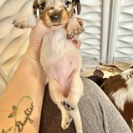 Juniper - Piebald female Dachshund puppy in Alexander, North Dakota from Wild Rose Ridge Doxies
