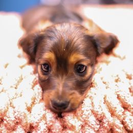 Dachshund Puppies from Miniature Alphas Dachshunds