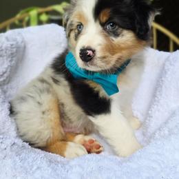 Please read full description - Blue merle male Australian Shepherd puppy in Georgetown, California from Foothill Aussies