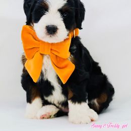 Lori - Black tri-color female Aussiedoodle puppy in Diamond Bar, California from Furrytaildoodles