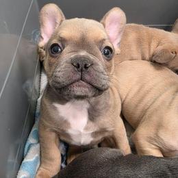Cookie - Blue fawn female French Bulldog puppy in Yellowstone County, Montana from JNS Frenchies