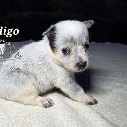 Indigo - Blue female Australian Cattle Dog puppy in Silsbee, Texas from Rockin ND Ranch