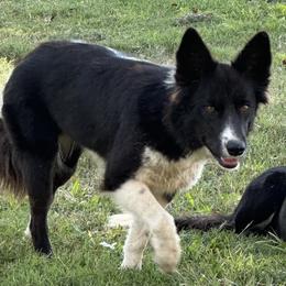 Chaise - Border Collie