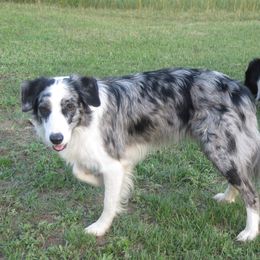 Petey - Border Collie