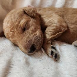 Baby - Red  female Poodle puppy in Spartanburg, South Carolina from Taya's Pups