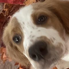 English Setters from Morgan-Hunter’s Pups