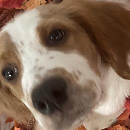 English Setters from Morgan-Hunter’s Pups
