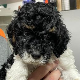 Cavapoos, Goldendoodles, Labradoodles, Poodles, and Sheepadoodles from Wagadoodlesnw