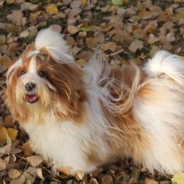 Hot Rod - Havanese