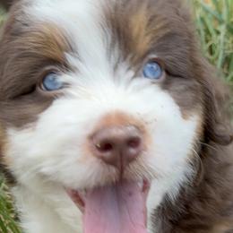 Aussiedoodles, Australian Mountain Doodles, and Bernedoodles from Sassy Pants Pups