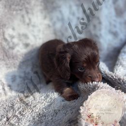 Maple - Chocolate and tan female Dachshund puppy in Lufkin, Texas from CSW Dachshunds