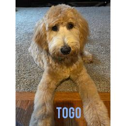 Goldendoodle Puppies from Lu Doodles