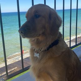 Daisy - Golden Retriever