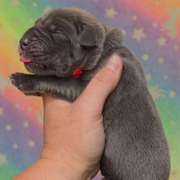 Blue tan or brindle point red - Blue male Great Dane puppy in Port Clinton, Ohio from LakeSide Danes