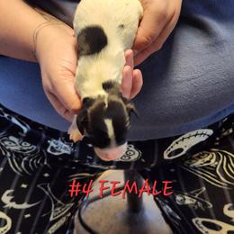 Meg - Black and white female English Springer Spaniel puppy in Craig, Nebraska from Fur & Feathers Kennel
