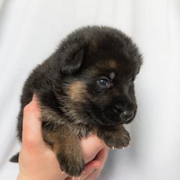 Female (Purple Collar) - Black and red female German Shepherd puppy in Kamas, Utah from Uinta Mountain Shepherds