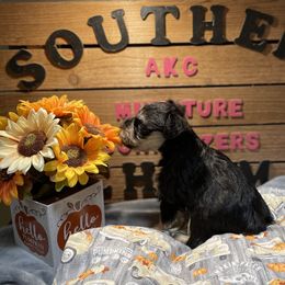 Miniature Schnauzer Puppies from Southern Charm Miniature Schnauzers