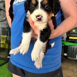 Ester - Bernedoodle